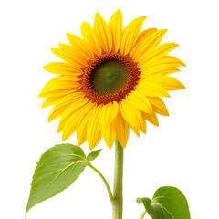 Obraz premium Bright yellow sunflower with green leaves on white background