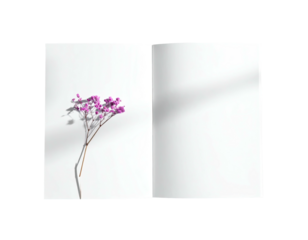 Open book with purple flower, casting a shadow, against a stark white backdrop