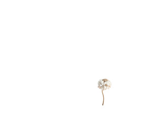 A solitary white, fluffy bloom rises from a thin, brown stem against black