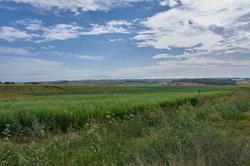 Obraz premium Fertile fields in the province of Lleida, Spain, reflecting the natural beauty and productivity of the growing land