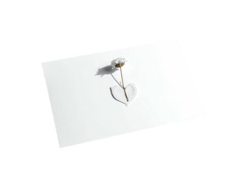 White flower in heart-shaped holder casting shadow on white surface, dark background