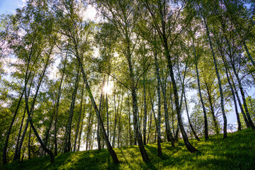 Fototapeta premium Sunlight filtering through the tall birch trees in a lush green forest, creating a serene and captivating natural landscape for nature enthusiasts.