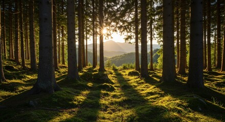 Forest landscape featuring rows of tall trees with sunlight shining through creating shadows and a natural environment scene