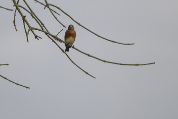 Eastern bluebird perched in a bare tree.