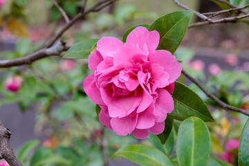 Dark pink double camellia flowers  blooming in the garden.