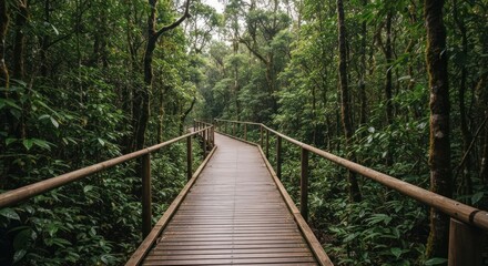 Wooden walkway through lush rainforest