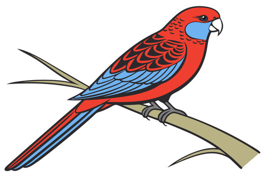 vector illustration of a crimson rosella bird