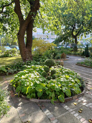 Urban Garden with Trees and Greenery