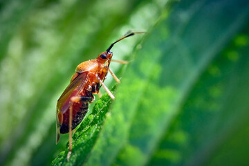 Rote Weichwanze ( Deraeocoris ruber ).