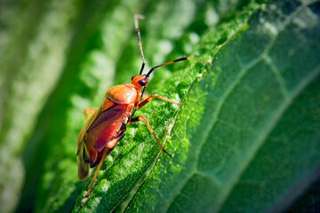 Rote Weichwanze ( Deraeocoris ruber ).