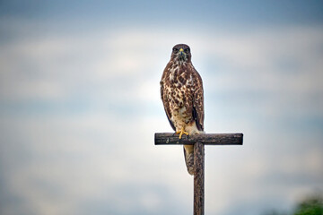 Mäusebussard ( Buteo buteo ) auf einer Jule.