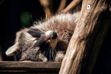 Schlafender Waschb&auml;r ( Procyon lotor ).