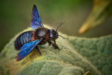 Blauschwarze Holzbiene ( Xylocopa violacea ).