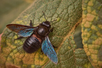 Blauschwarze Holzbiene ( Xylocopa violacea ).