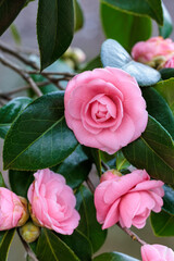 Close-up of a neat and clean camellia ‘himetsubaki' flower in the garden.