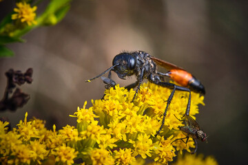 Gemeine Sandwespe ( Ammophila sabulosa ).