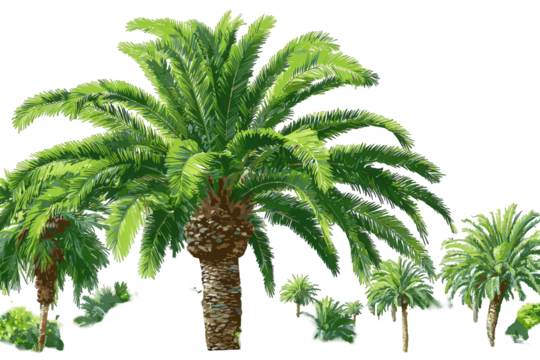 Palm Tree Grouping with Green Foliage and Textured Brown Trunks on Transparent Background Tropical Scenic Plants Exotic Trees Lush Vegetation Botanical Illustration Isolated Tree Silhouettes