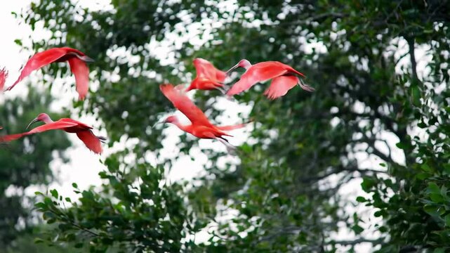 Group of red ibises soaring through lush green trees