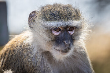 Southern Vervet Monkey (Chlorocebus pygerythrus pygerythrus), closeup of face and shoulders, Chobe National Park, Botswana
