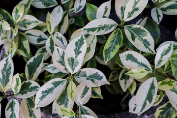 Variegated green and white leaves of ornamental plant. Close-up foliage background with natural texture for garden, botany, and nature themes.