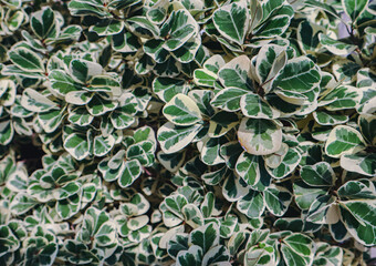 Ficus variegata, an ornamental plant that lives in tropical areas. with green leaves there is a white motif.