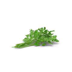 Freshly gathered bunch of vibrant green cilantro isolated on transparent background, png