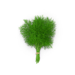 Fresh cilantro bunch tied with rope, isolated PNG