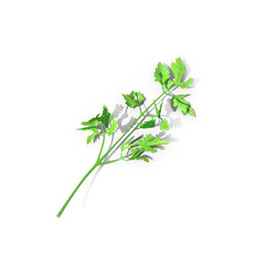 Heap of Parsley Leaves, isolated PNG