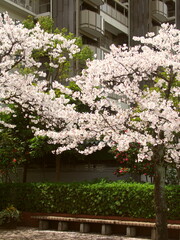 街路樹の満開の桜とマンション風景