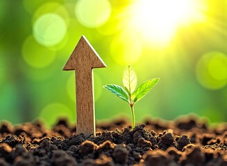 Small Plant Growing in Field with Wooden Arrow and Sunlight