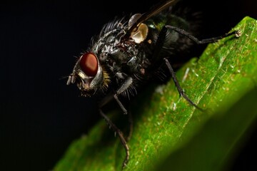 Housefly