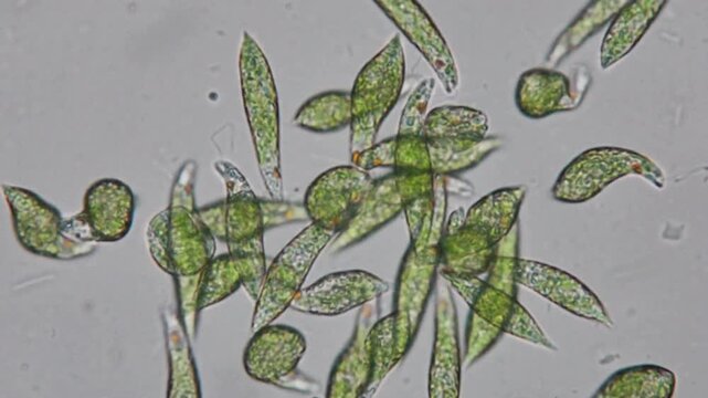 Intricate close up of vibrant green algae cells, a fascinating microscopic view of nature's secrets