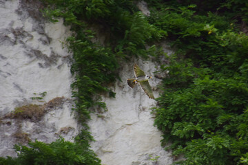 A parent peregrine falcon brings back food it caught during the spring breeding season to its nest...