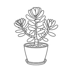 A jade plant illustration vector style coloring book