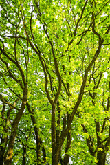View into the green crown of an old oak tree. Close-up of the tree.
