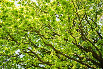 View into the green crown of an old oak tree. Close-up of the tree.
