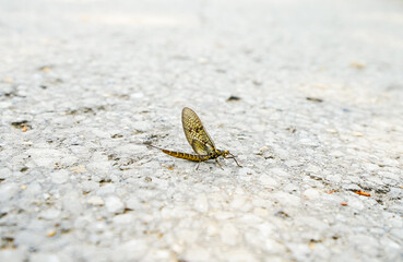 Mayfly on the asphalt. Insect close-up.
