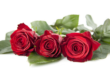 Fototapeta premium Three Beautiful Red Roses Isolated on a White Background