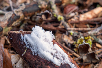 Close up at hair ice on a dead wood in a forest