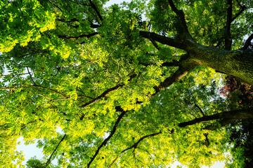 View into the crown of a green ash tree.
