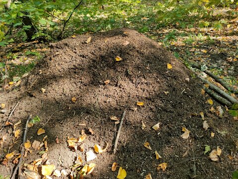 anthill in a deciduous forest