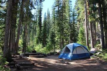 Tent set up in forest campsite surrounded by tall trees