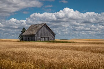 Fototapeta premium Old wooden barn in golden wheat field with rolling hills