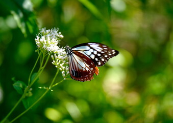 旅する蝶アサギマダラにフジバカマ