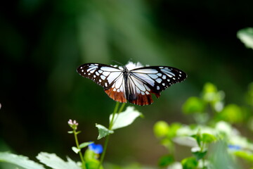 旅する蝶アサギマダラにフジバカマ