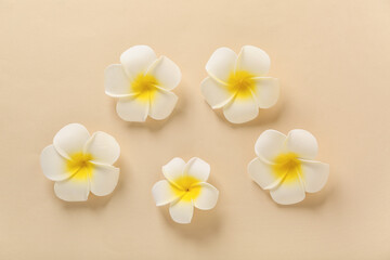 Beautiful plumeria flowers on beige background