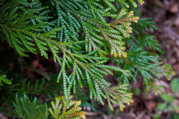 Beautiful japanese cypress leaf in the forest.