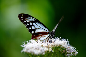 旅する蝶アサギマダラにフジバカマ