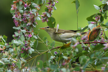 Arctic Warbler stopped by the park on the way back to Southeast Asia