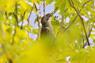Large and beautiful green wild bird ,Japanese Green Woodpecker